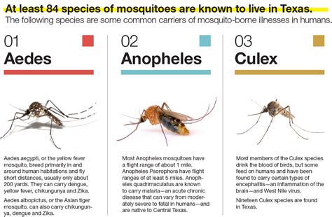 Mosquito threats in Central Texas | Community Impact Newspaper