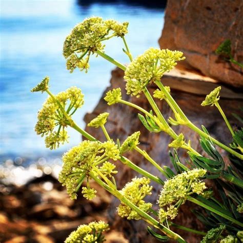 Sementes de Funcho-do-mar, funcho-marinho (Crithmum maritimum)