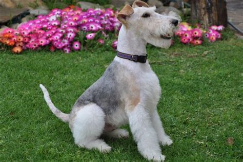 20 Wire Haired Fox Terrier Grooming Tips – HairstyleCamp