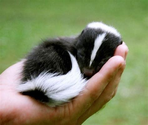 Peaceful baby skunkhttps://i.redd.it/2k0envr9cyf21.jpg | Sleeping animals, Baby skunks, Cute animals