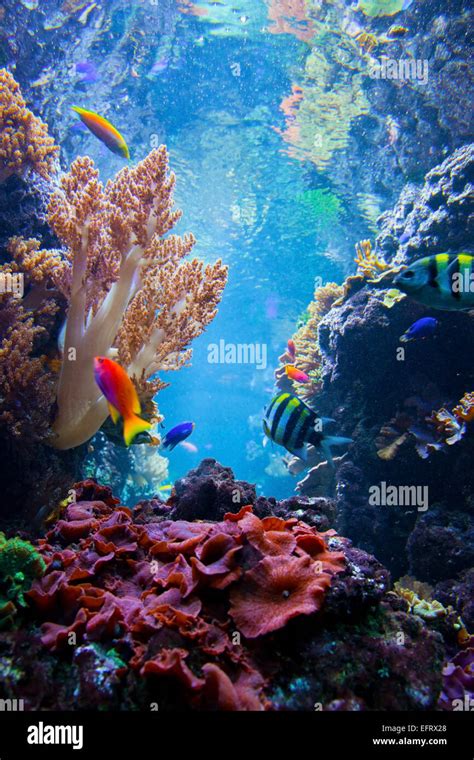 Animal Underwater Plants Ocean High Resolution Stock Photography and Images - Alamy