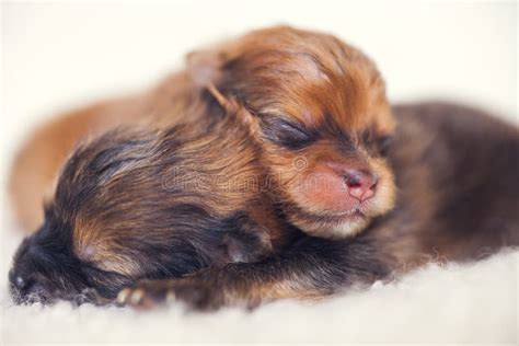 Cute Newborn Pomeranian Puppies Stock Photo - Image of cute, newborn: 11601796