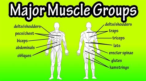 Major Muscle Groups Of The Human Body | Muscle groups, Muscle, Major muscles