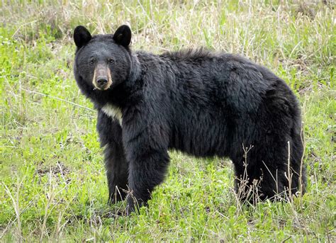 Yellowstone Black Bear Photograph by Julie Barrick | Pixels