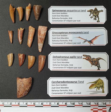 Dinosaur teeth collection - Catawiki