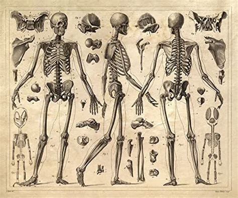 Amazon.com: 16" x 20" Vintage Anatomy Print Human Skeleton Diagram Reproduction Poster ...