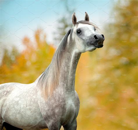 grey arabian horse autumn portrait | Horses, Arabian horse, Arabians