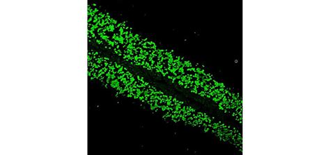 NeuN (FITC conjugated) antibody (IR20-56-FITC) | iReal Biotechnology, Inc.