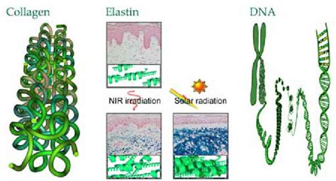 The structure of collagen, elastin, and DNA. Collagen (left), elastin... | Download Scientific ...