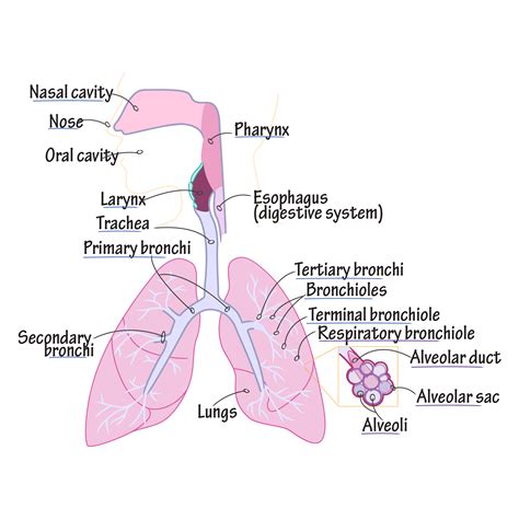 Anatomy Of Upper Respiratory System