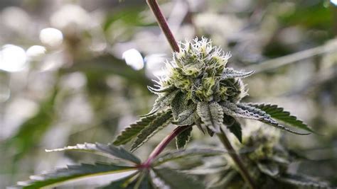 Marijuana meets criteria for drug reclassification, FDA finds