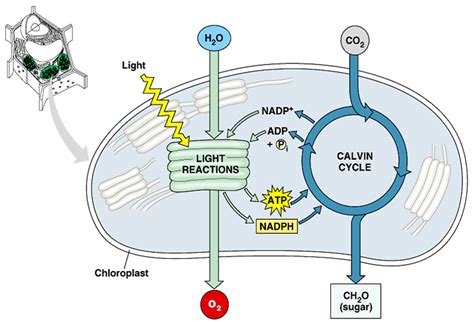 Diagram Of Two Stages Of Photosynthesis