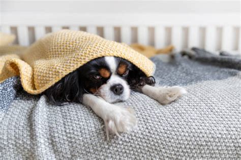 Dog Hiding Under Bed Stock Photos, Pictures & Royalty-Free Images - iStock