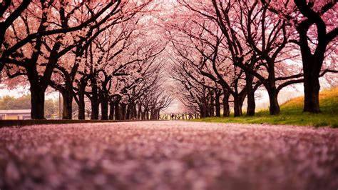 landscape, Cherry Blossom, Trees, Path, Nature Wallpapers HD ...