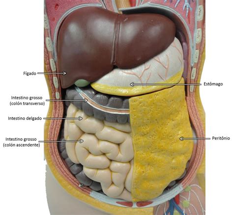 Atlas Cel: Microscopia, Biologia Celular, Embriologia, Histologia e ...