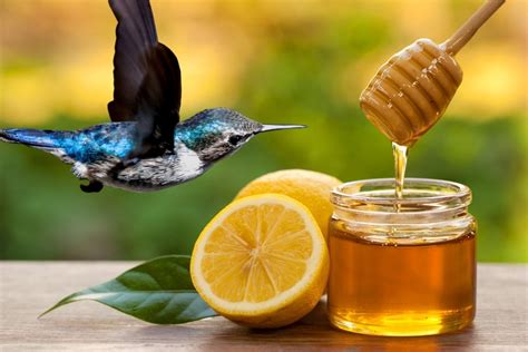 Can Hummingbirds Have Honey? The 4 Main Reasons That Will Make You Change Your Mind about This ...