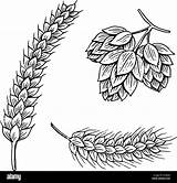 Gerste Und Weizen Hopfen Malz Bier Der Oktoberfest Mit Tinte  sketch template
