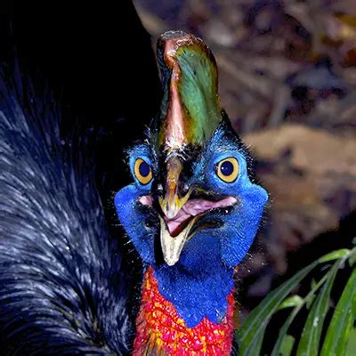 Cassowary Attack Video | Most Dangerous Bird | Cassowary Claw