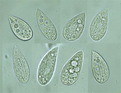 Tetrahymena - Alchetron, The Free Social Encyclopedia