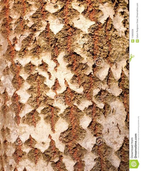 Close Up of Aspen Split Tree Trunk Bark Texture Stock Photo - Image of close, lumber: 113605038