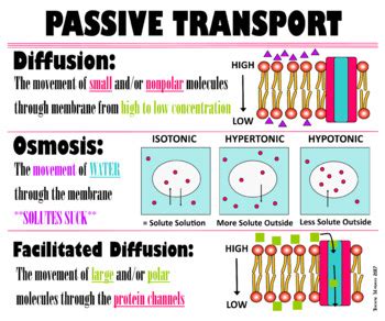 Biology Passive Transport Poster by Teaching Managed | TPT