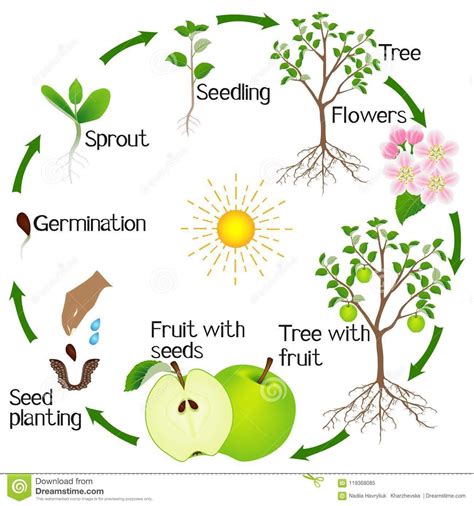 Apple tree life cycle isolated on white background stock vector illustration of botany product ...