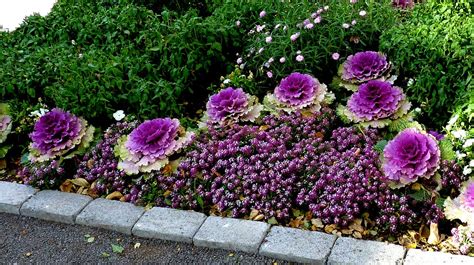 Akureyri Botanical Garden, Iceland | Joseph Hollick | Flickr