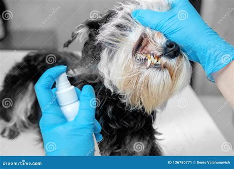 Oral hygiene of dog spray stock image. Image of gloves - 136780771