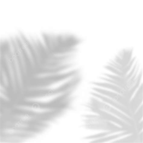 Tropical Palm Leaf Shadow Isolated Transparent Background, Palm Leaf, Shadow, Tropical PNG ...