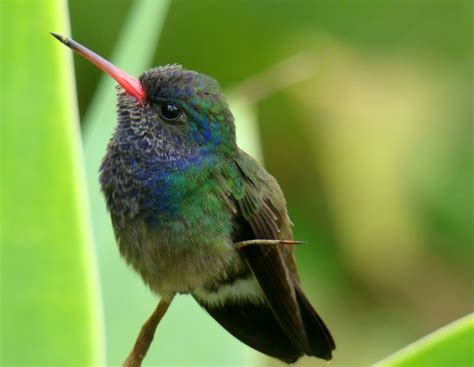 Bee Hummingbird: Smallest Bird In the World • Lazer Horse