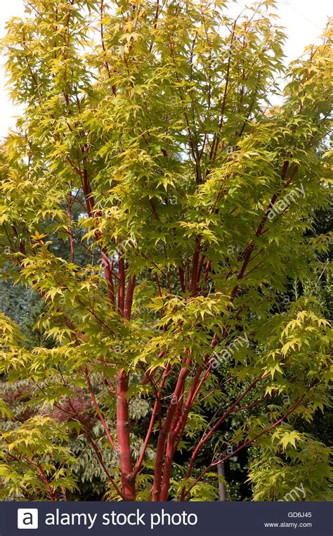 Acer palmatum, Sangu kaku, red bark maple Stock Photo: 111398677 - Alamy