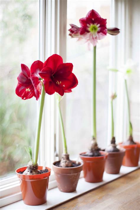 How to grow amaryllis | Hanging plants indoor, Hanging plants, Plants