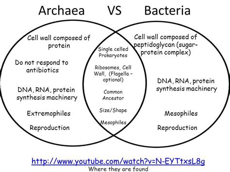 A Comparative Visual Analysis of Archaea, Bacteria, and Eukarya