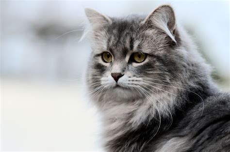 10 Russian Cat Breeds