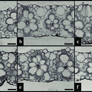 Electron micrographs of leaf blade cross-sections and roots of ...