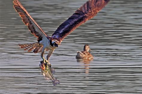 Discovering Wildlife in Toronto’s Don Valley – Jim Chung's Ramblings