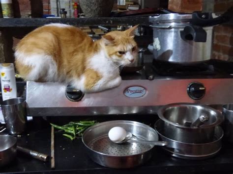 About The Cat on the Gas Stove cooking Pasta?