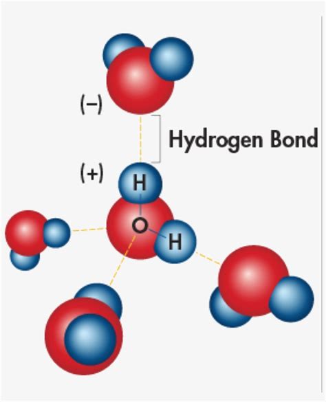 Hydrogen Bonding Is The Effect Of Water Molecules Attracted - 5 Cohesive Water Molecules - Free ...