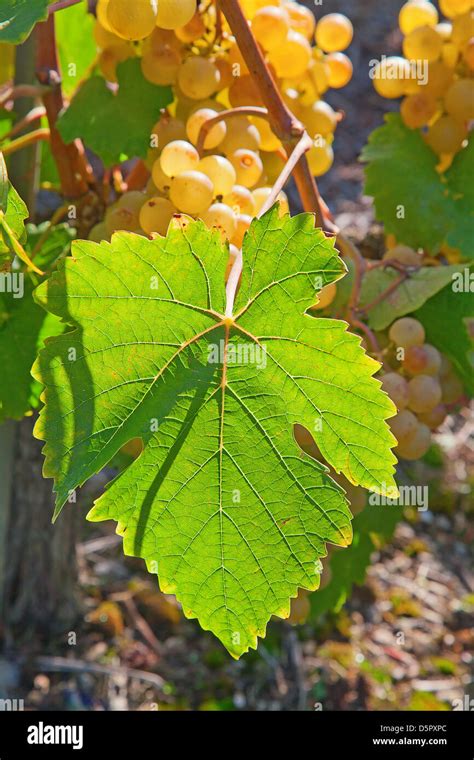 Ripe yellow grapes in the vineyard Stock Photo - Alamy