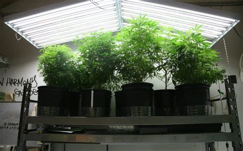 Best T5 Grow Lights In Canada | 2020 Buyer's Guide