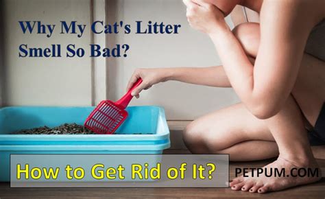 Why and How to Get Rid of Cat Litter Smell?