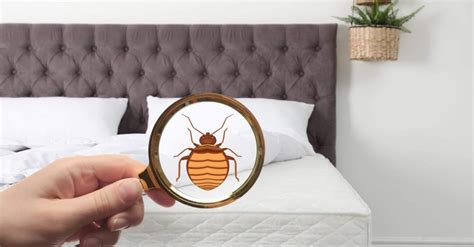 Bed Bug Prep NY - What to do if you have Bed Bugs in Brooklyn