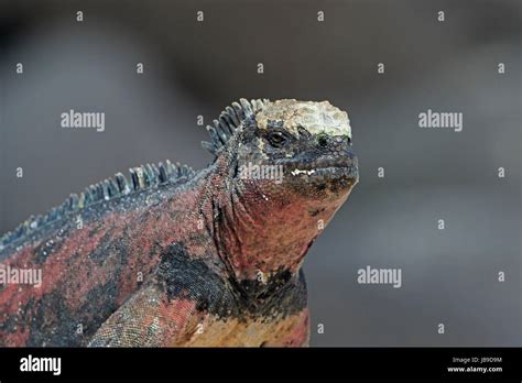 Marine Iguana in the Galapagos Stock Photo - Alamy