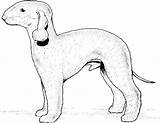 Dog Breed Coloring Pages sketch template