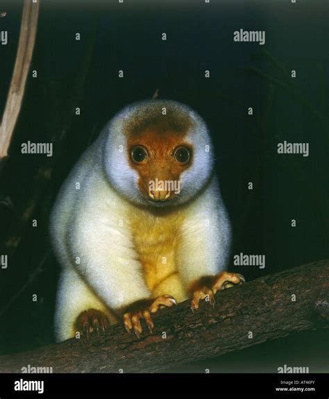 zoology / animals, mammal / mammalian, Common Spotted Cuscus, (Spilocuscus maculatus), sitting ...