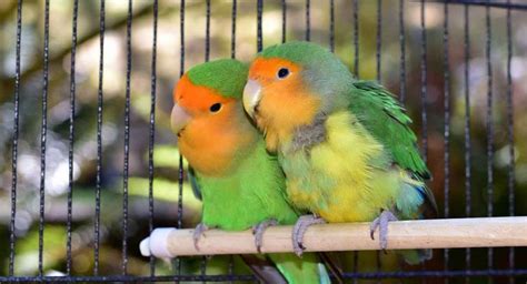 Best Lovebird Cage Options - Happy Homes For Birds