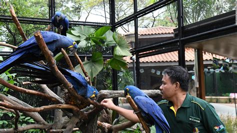 An iconic bird park in Singapore closes its doors - The Limited Times