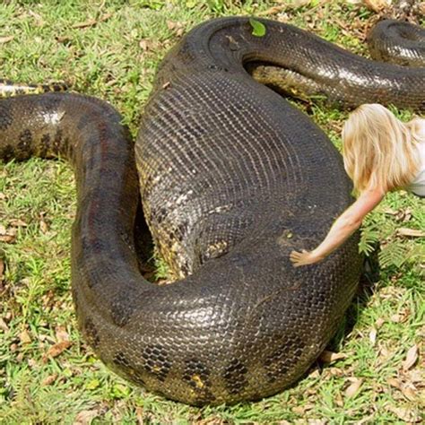 The Biggest Snake in The World (ANACONDA) - Giant Anaconda vs Pig ...