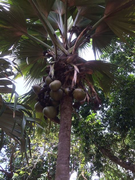 Double coconut, Coco-de-mer (Lodoicea maldivica). The fruits of the ...