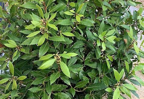 Five unusual plants to grow as hedges - Suttons Gardening Grow How